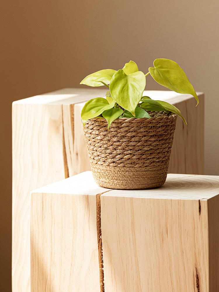 Vine Plant Flower Pot – Stylish Green Plant Planter for Home & Office Decor 